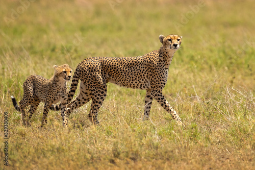 The cheetah (Acinonyx jubatus; /ˈtʃiːtə/) is a large cat of the subfamily Felinae that occurs in North, Southern and East Africa, and a few localities in Iran.