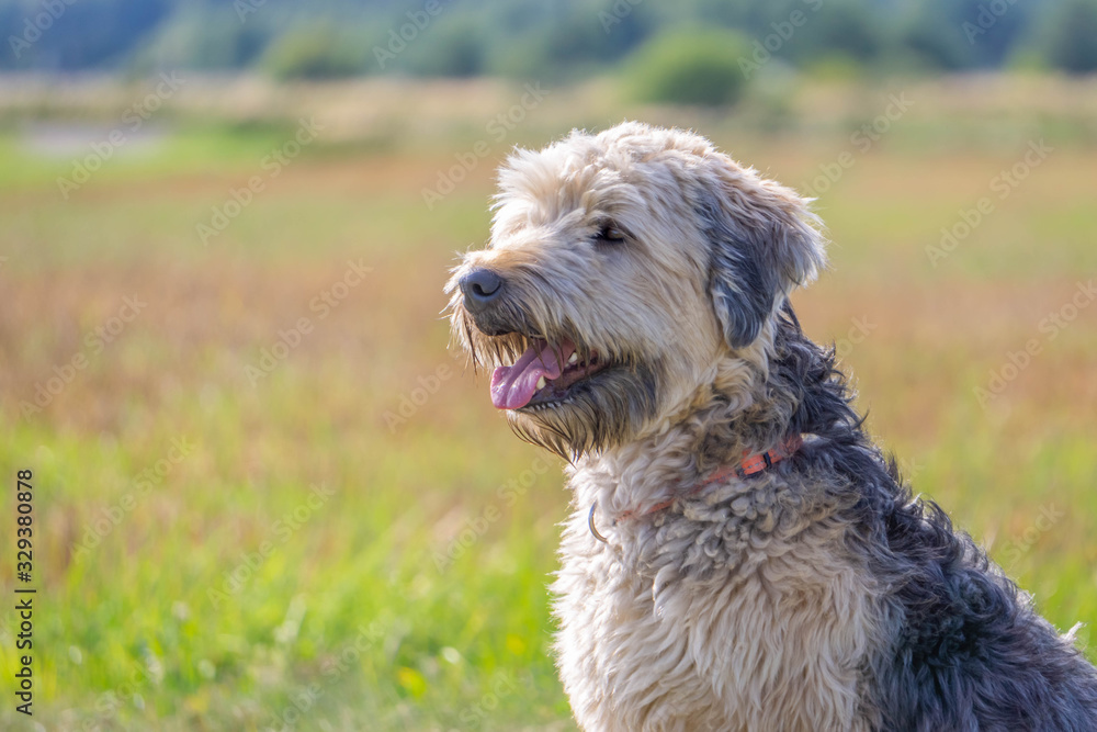 Irish soft coated wheaten terrier close up on meadow grass background