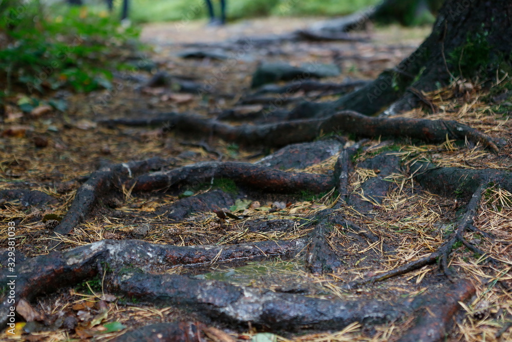 Wurzeln im Wald Wurzeln im Wald
