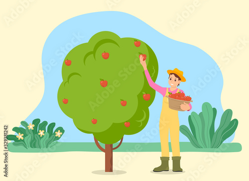 Farmer man harvesting raw apple from green tree in summer time. Person character holding basket with fruit standing in orchard. Smiling human picking crop from branch in garden outdoor vector