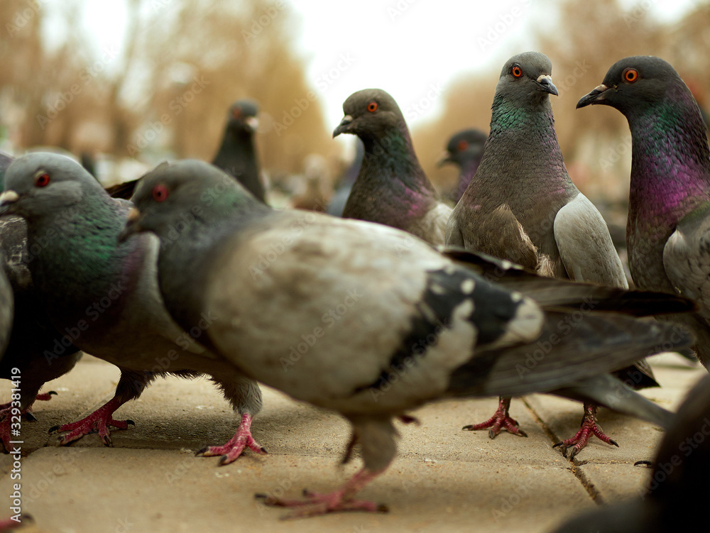 Fototapeta premium Crowd of pigeon on the walking street. Selective focus.