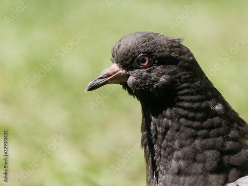 Close up beautiful pigeon portrait.