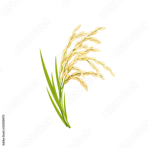 Rice spikes, stem with leaves. Vector illustration cartoon flat icon isolated on white.
