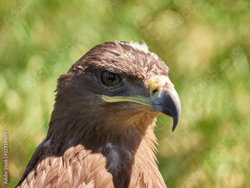 Close up head portrait of a eagle