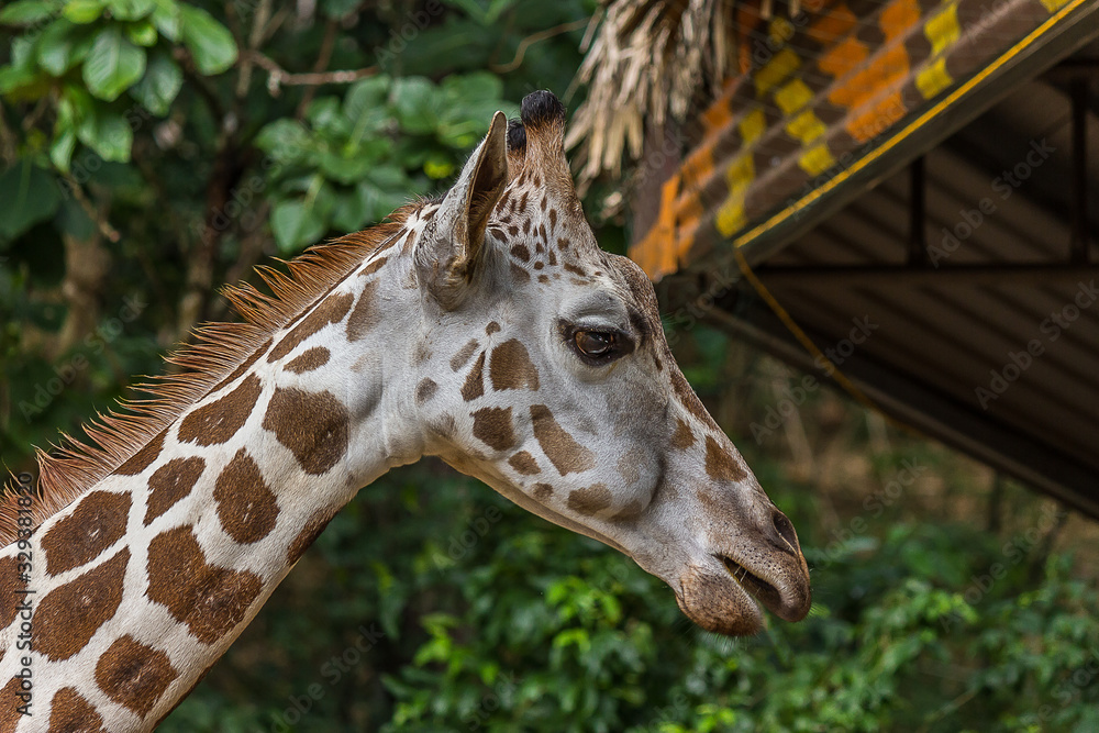 Fototapeta premium Head of an African giraffe chewing food