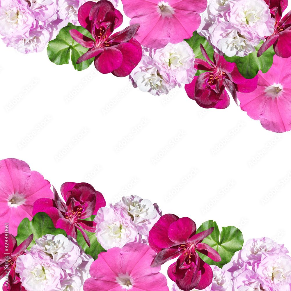 Beautiful floral background of pelargonium and petunia. Isolated Beautiful floral background of pelargonium and petunia. Isolated
