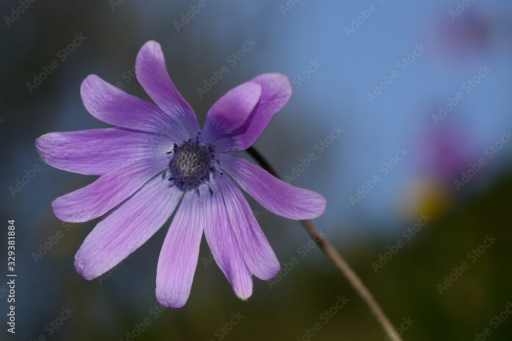 closeup of purple flower against the blue sky background closeup of purple flower against the blue sky background