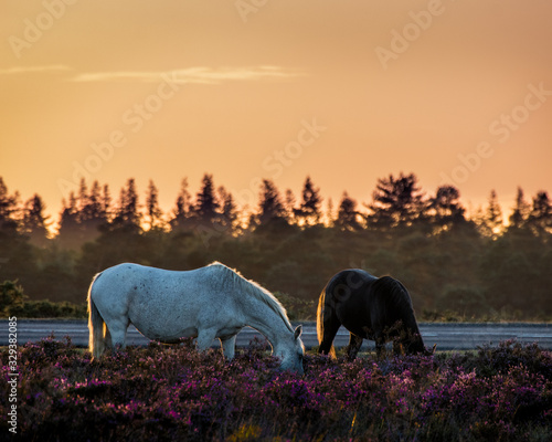 Φωτογραφία black and white new forest ponies grazing amongst the purple heather