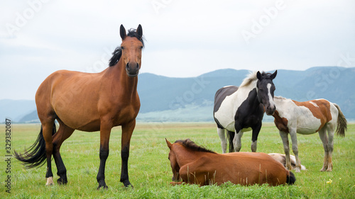 Horses in the meadow. Livestock in the countryside. Aspect ratio 16: 9. 
