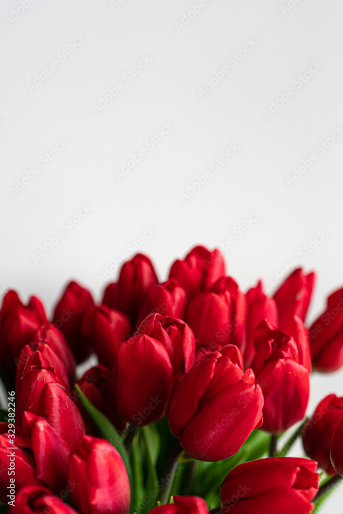 Fototapeta premium Spring flowers banner - bunch of red tulips flowers on white, grey background. Easter day mock up greeting card. Tulip Congratulation or Invitation card with free space for text. 