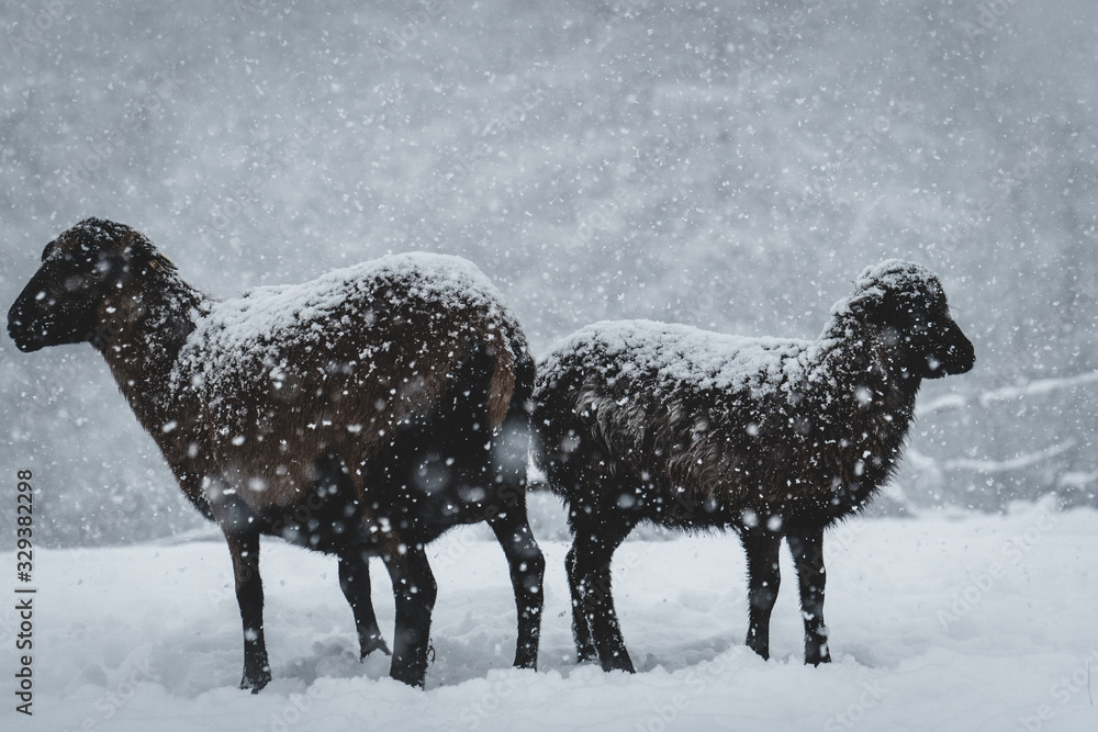 Fototapeta premium zwei schafe im schneegestöber 