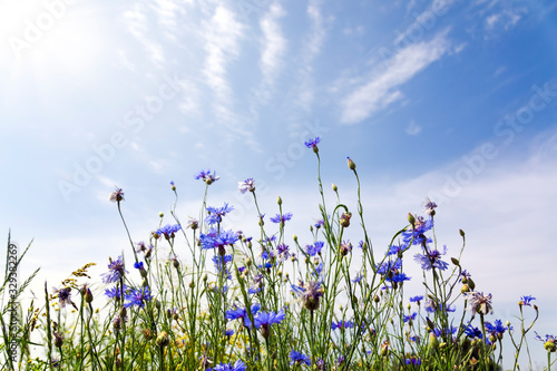 Fototapeta Naklejka Na Ścianę i Meble -  Wild flowers on sunny blue sky, spring meadow