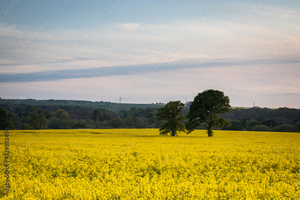 Obraz premium two trees in the middle of a yellow oil seed rape field