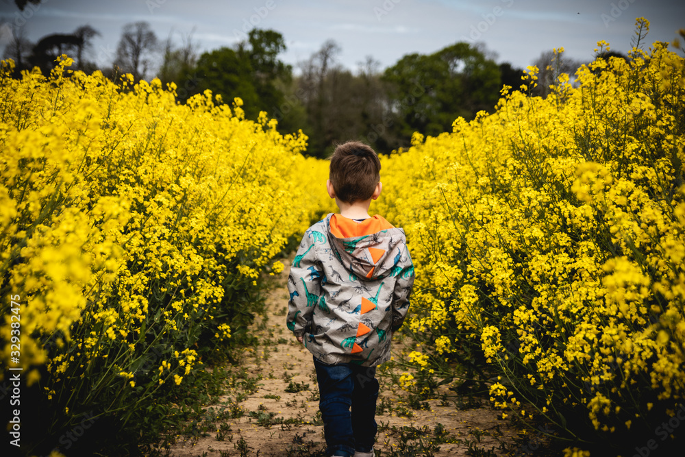 a small boy walking through a field full of bright yellow oil seed rape flowers