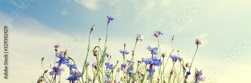 Wild flowers on sunny blue sky, spring meadow