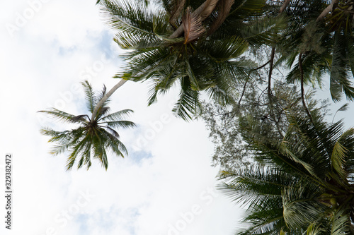 Palmen in Thailand