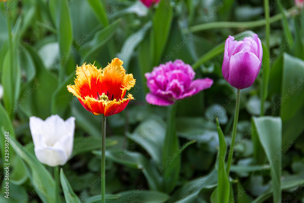 Beautiful yellow-orange tulips in the spring garden.. Beautiful yellow-orange tulips in the spring garden..