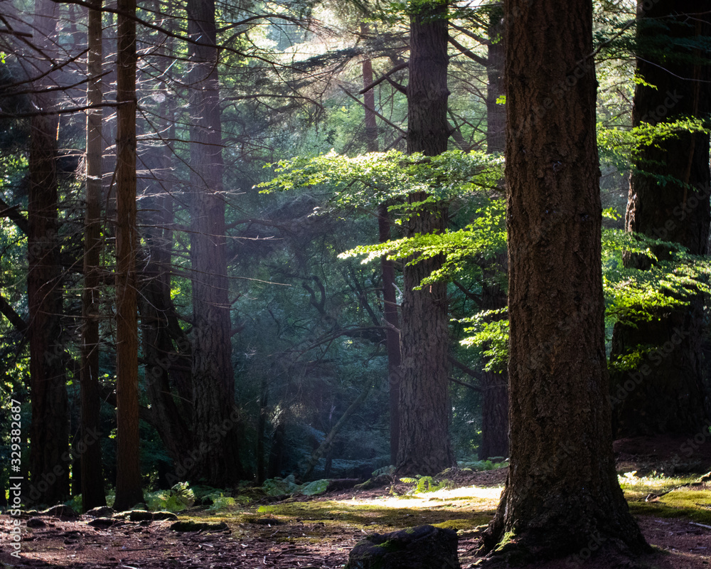 Obraz premium sunlight shining through trees in a forest onto the forest floor