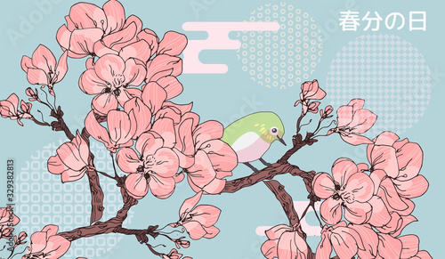 Spring Vernal Equinox day celebration card template. Cherry blossom sakura and japanese white eye bird. Vector illustration. Caption translation: Vernal Equinox Day