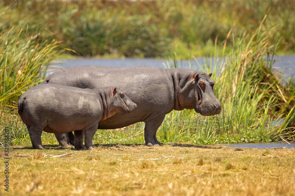 Obraz premium hippopotamus inhabits rivers, lakes and mangrove swamps, where territorial bulls preside over a stretch of river and groups of five to thirty cows and young.