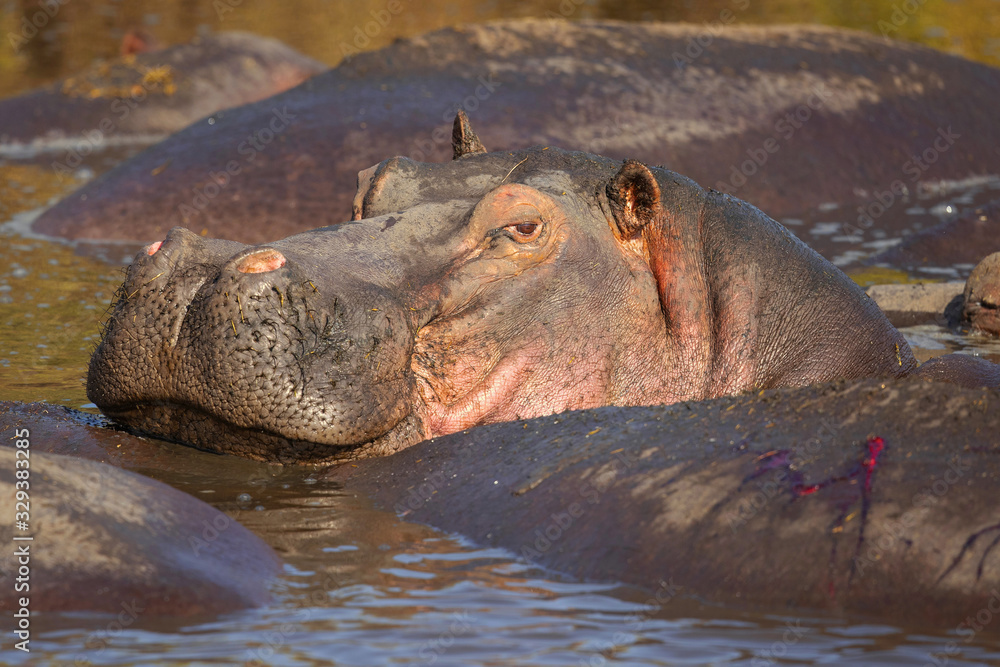 Fototapeta premium hippopotamus inhabits rivers, lakes and mangrove swamps, where territorial bulls preside over a stretch of river and groups of five to thirty cows and young.