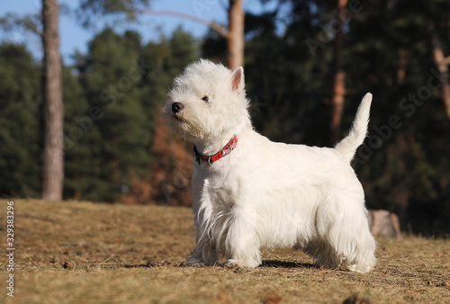 White west terrier dog playing outside in the snow. 