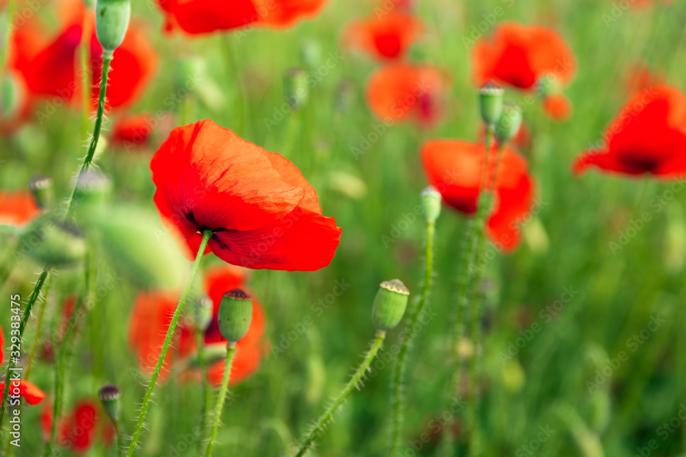 Poppies spring blossom, green meadow with red poppy flowers Poppies spring blossom, green meadow with red poppy flowers