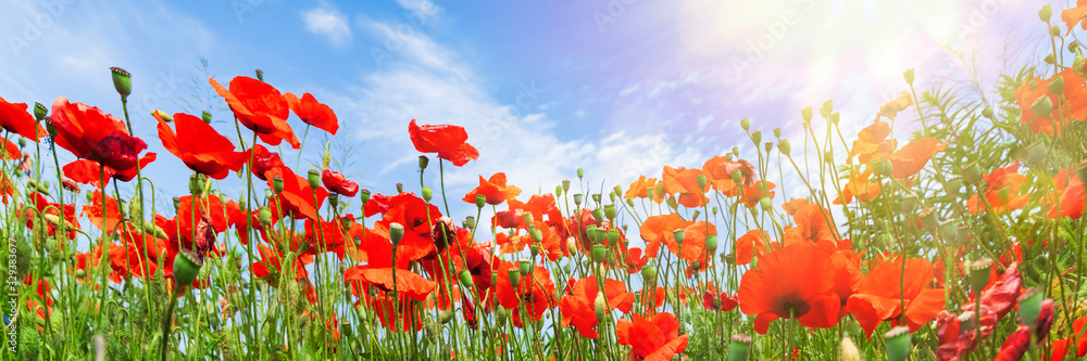 Obraz premium Red poppy flowers on sunny blue sky, poppies spring blossom, green meadow with flowers