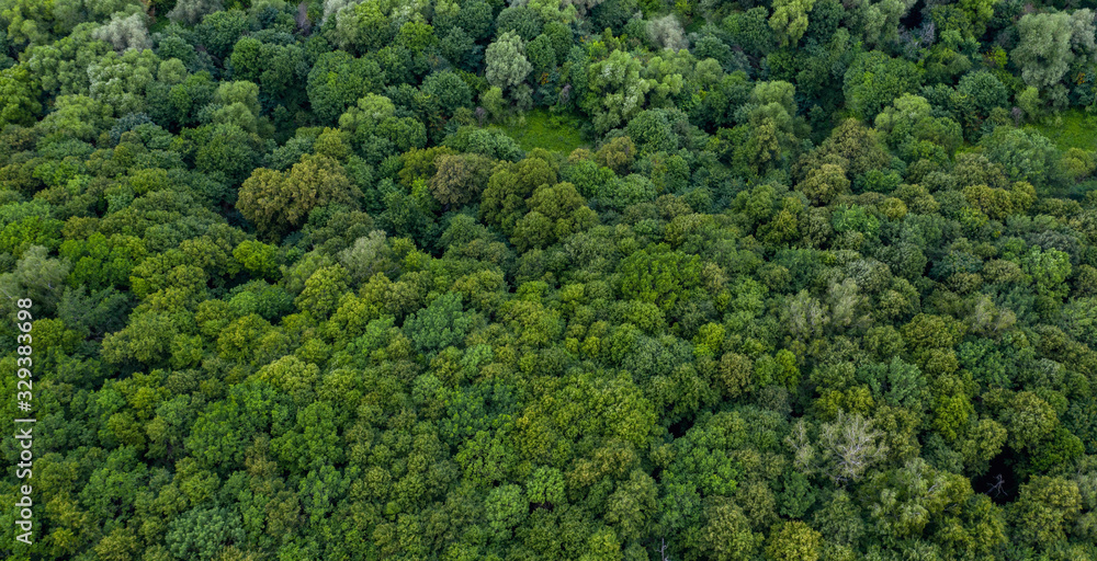forest tree aerial top view