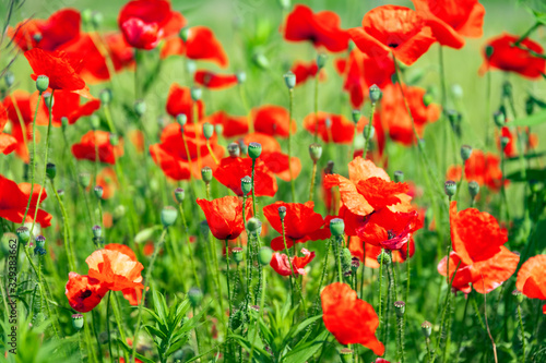 Red poppy flowers, poppies spring blossom, green meadow with flowers