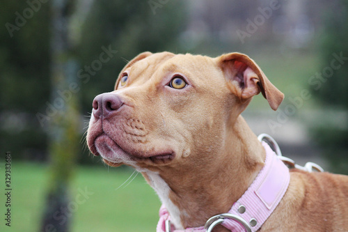 Pittbull terrier dog in the park. Dog outside.	