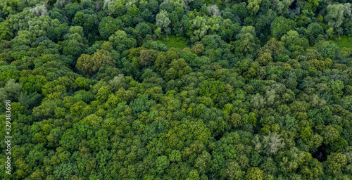 forest tree aerial top view © Alex