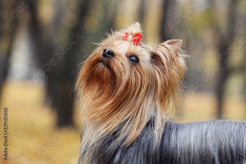 Yorkshire terrier in the gold autumn.