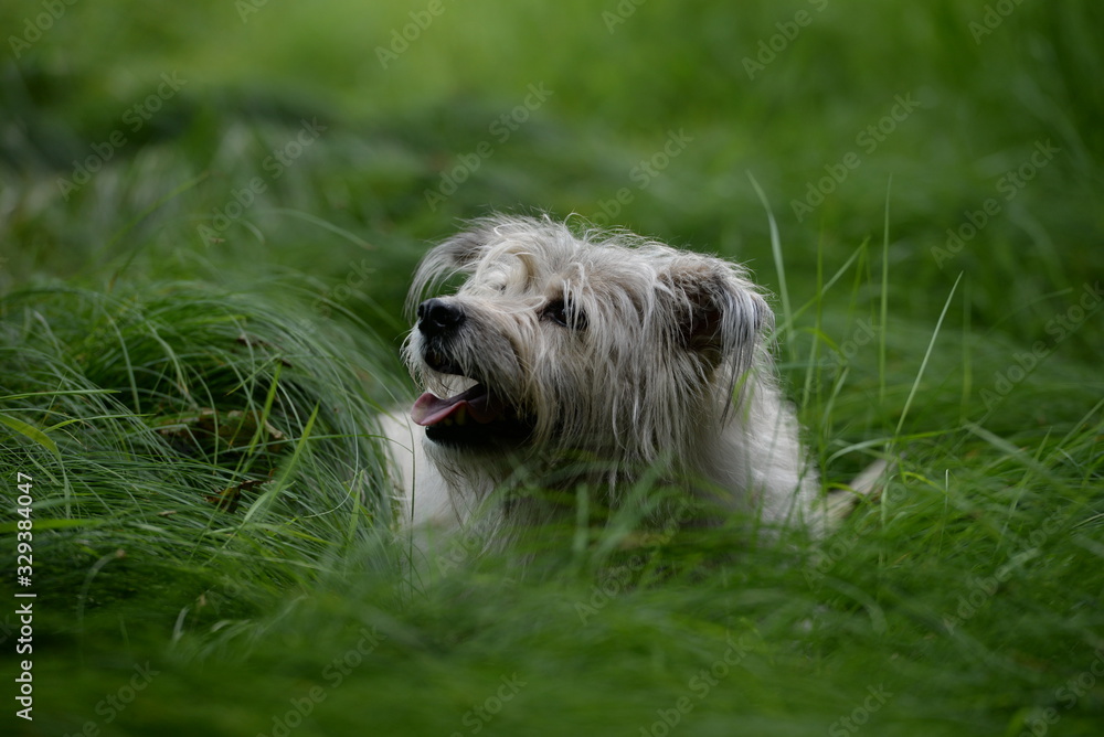 Lebensfreude. Süßer weißer Hund liegt im Gras Lebensfreude. Süßer weißer Hund liegt im Gras