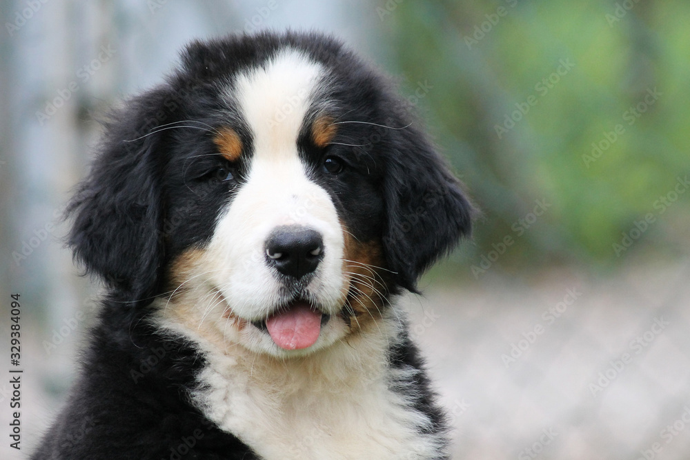 Bernese mountain dog puppy outside. Puppy in the kennel.	