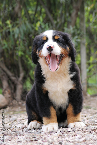 Bernese mountain dog puppy outside. Puppy in the kennel. 