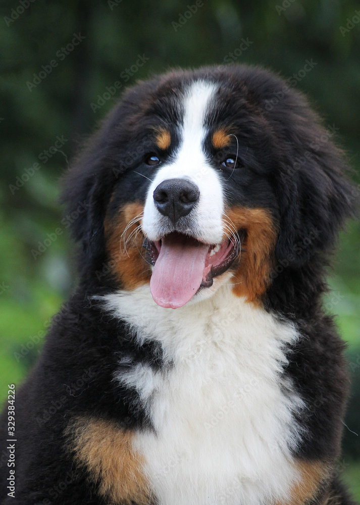 Bernese mountain dog puppy outside. Puppy in the kennel.