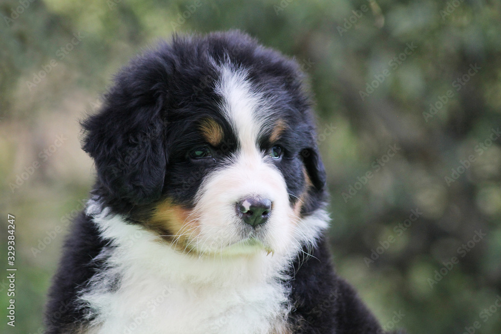Bernese mountain dog puppy outside. Puppy in the kennel. Bernese mountain dog puppy outside. Puppy in the kennel.