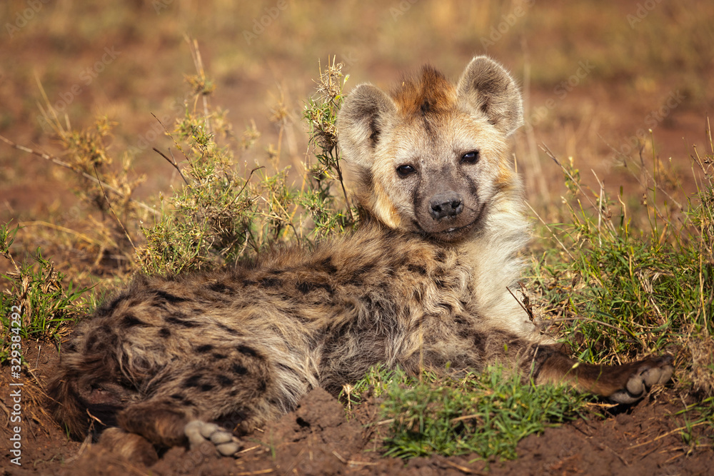 Zdjęcie Stock: Spotted hyena (Crocuta crocuta), also known as the
