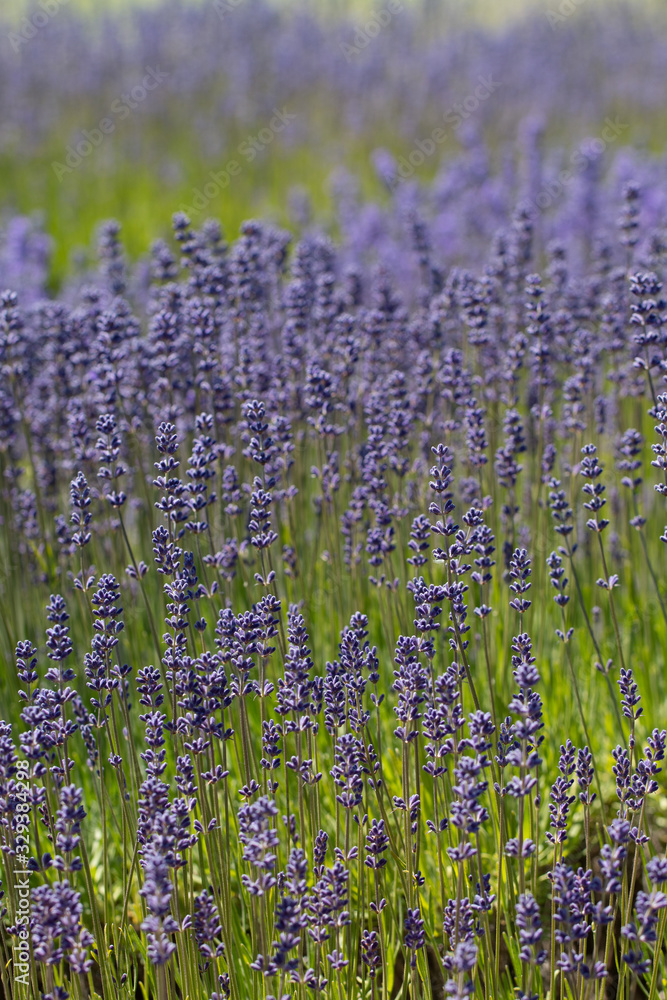 Field of blooming purple Lavender flowers