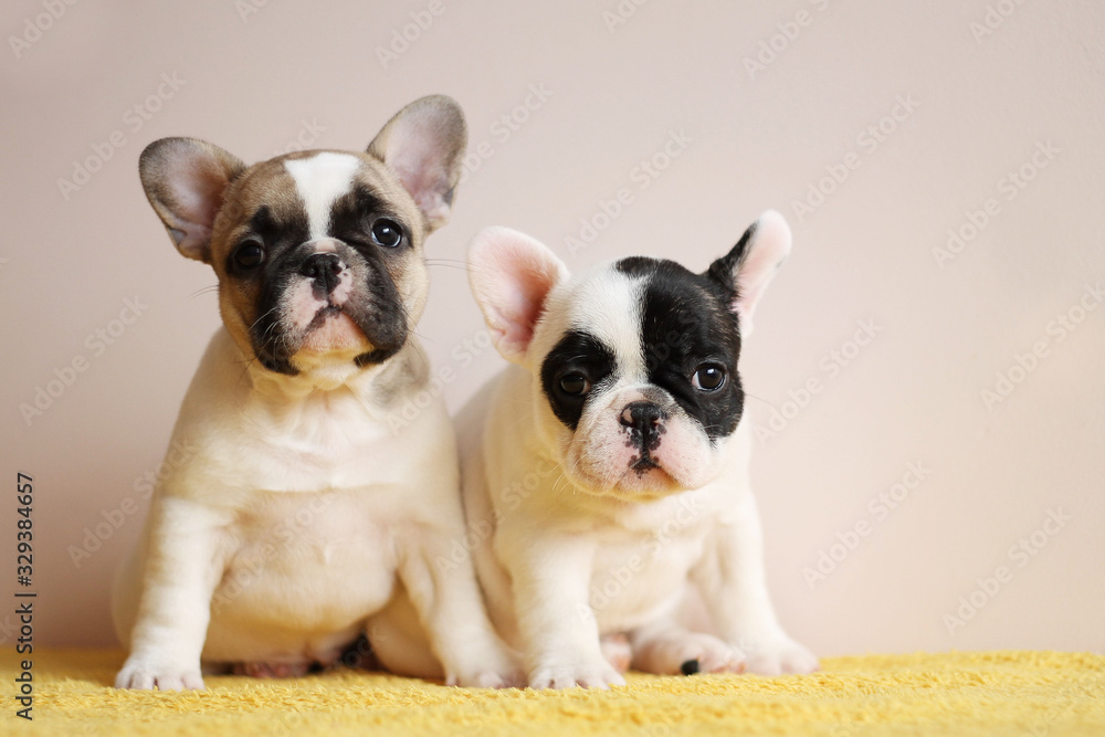 Four frencies posing inside. French bulldogs puppies in the studio.