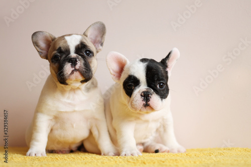 Four frencies posing inside. French bulldogs puppies in the studio. © Evelina