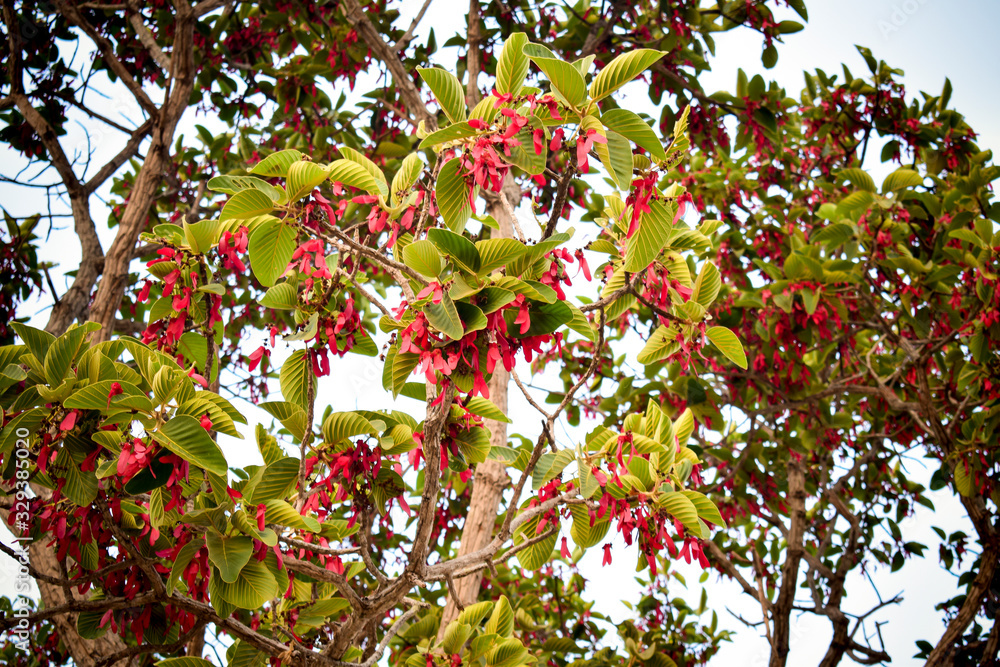 Fototapeta premium Red flowers on the big tree