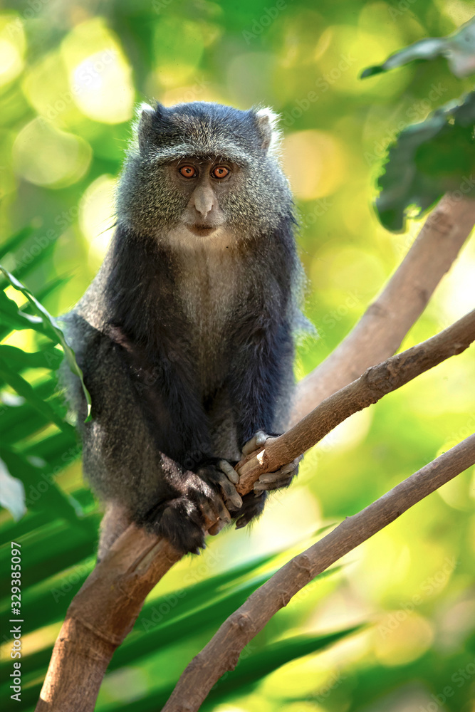 Obraz premium Sykes' monkey (Cercopithecus albogularis), also known as the white-throated monkey or Samango monkey, is an Old World monkey found between Ethiopia and South Africa