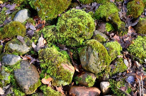 Green moss on old stones in the forest, background, texture.