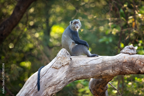 Photography Sykes' monkey (Cercopithecus albogularis), also known as the white-throated monk