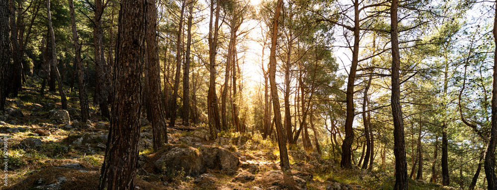 Panoramic forest at sunrise Panoramic forest at sunrise