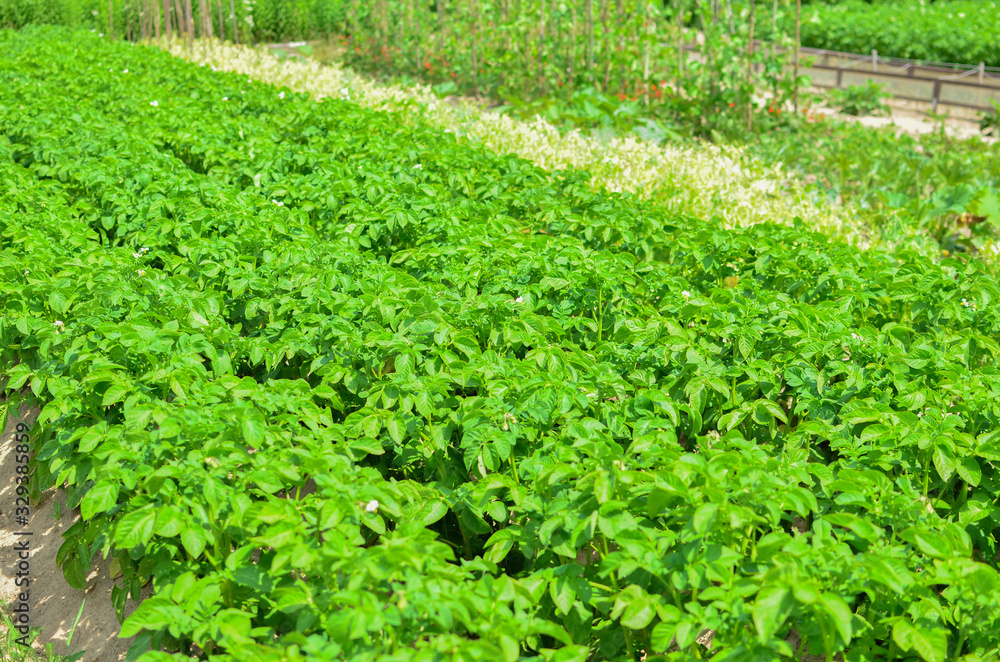 Plantation with green bushes of bio potatoes growing in the ground. Vegetable bush potato plant growing in garden. Growing organic vegetables in the field. Agriculture and farming background