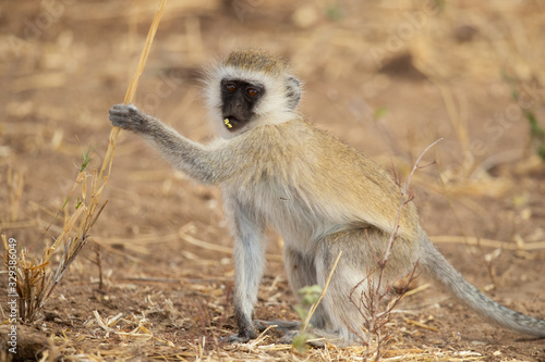 Photos vervet monkey (Chlorocebus pygerythrus), or simply vervet, is an Old World monkey of the family Cercopithecidae native to Africa