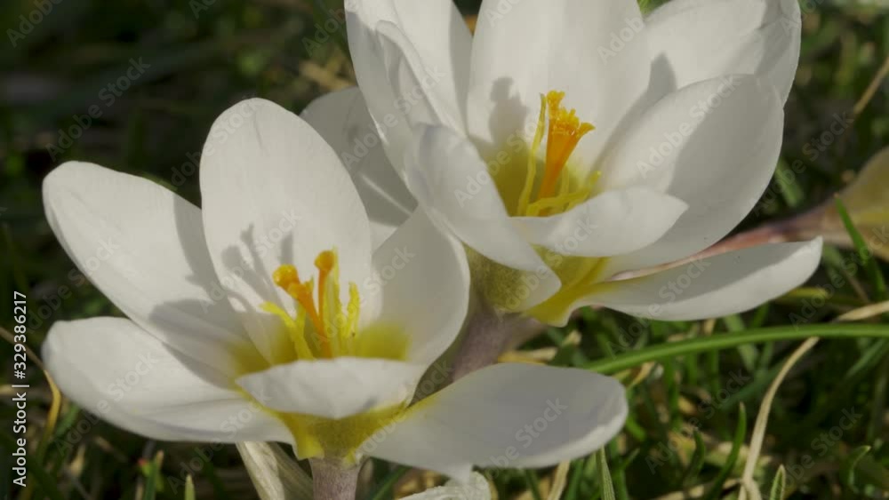 Blooming Crocus Flowers in the Park. Spring Landscape Blooming Crocus Flowers in the Park. Spring Landscape